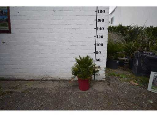 Palm - Mediterranean Tree