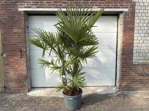 Palmier éventail chinois - Trachycarpus fortunei - Tronc triple - Hauteur environ 250 cm