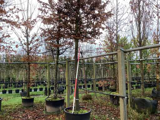 Grab – drzewo topiary