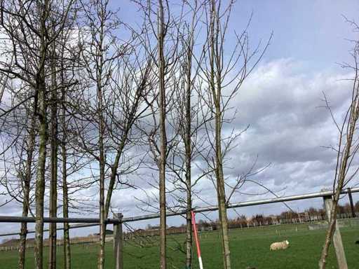 Sweet gum - Topiary tree