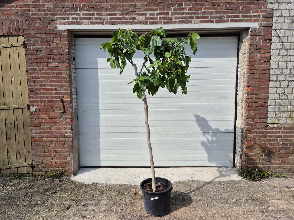 Figuier - Ficus Carica - Arbre fruitier - hauteur env. 200 cm