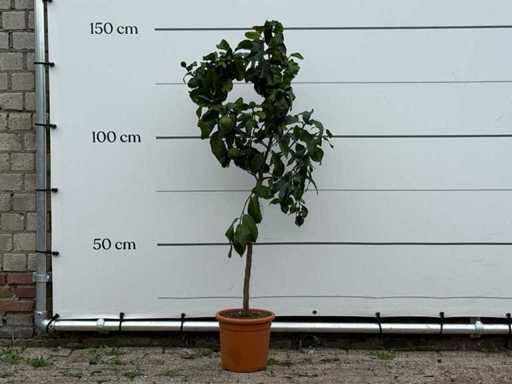 Citroenboom - Citrus Limon - hoogte ca. 150 cm