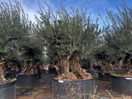  Olive tree in exemplary basket