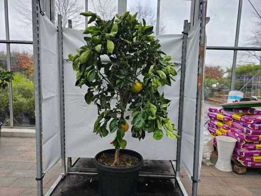 Prachtvoller Orangenbaum - 180cm mit essbaren Früchten