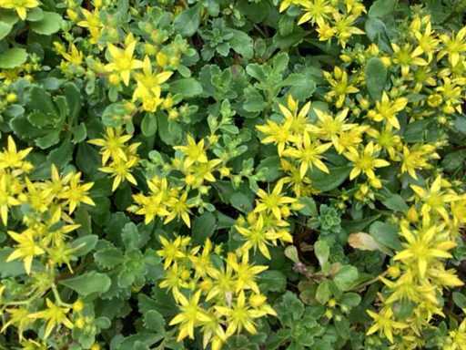 Sedum (50x), lychnis (50)