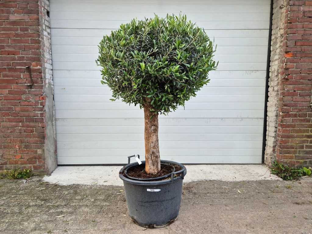 Olive Tree Compact Bulb - Olea Europaea - inaltime aprox. 175 cm