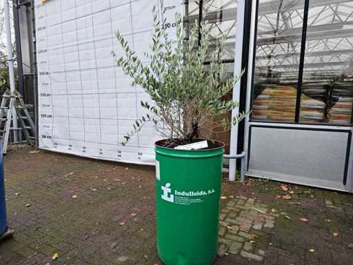Exclusieve olijfbonsai in een industriële stalen pot - 200 cm