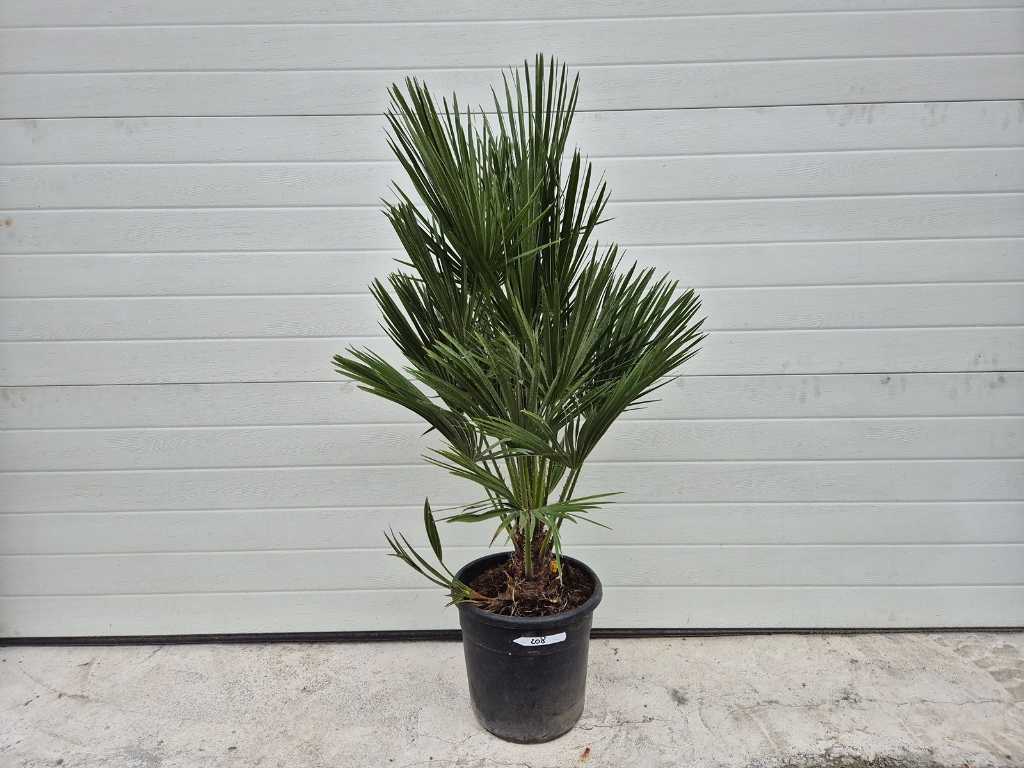 European Dwarf Palm - Chamaerops Humilis - Mediterranean tree - height approx. 100 cm 