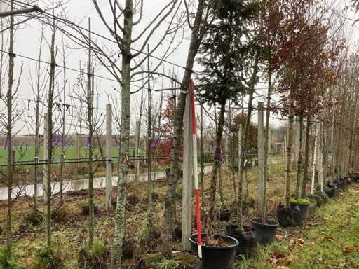 Ozdobna wi?nia – drzewo topiary