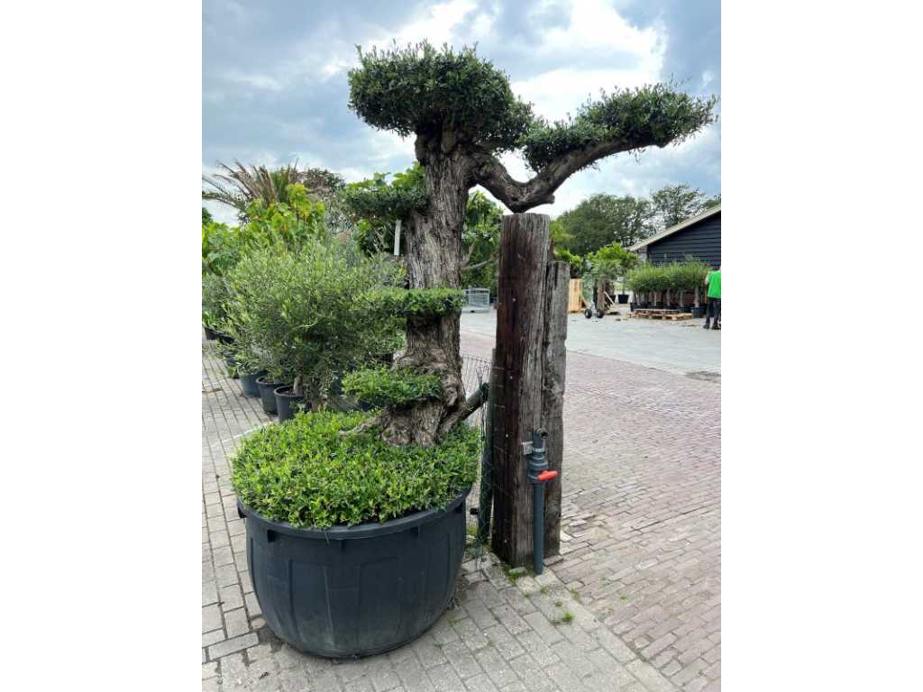 Olive tree trapeze 250cm, trunk circumference 95cm
