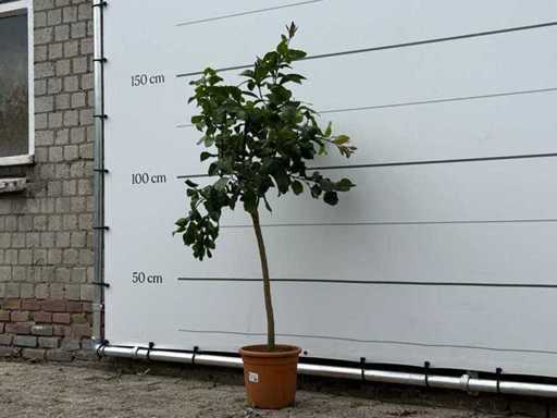 Lămâie - Limon citric - înălțime aprox. 140 cm