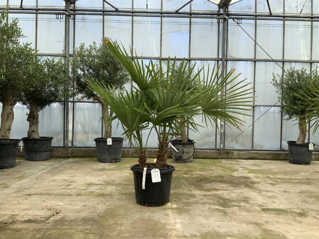 Palma a più steli (Trachycarpus Fortunei)