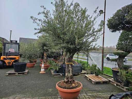 Exclusieve Olijfboom Bonsai - 110 jaar oud - Olea europaea
