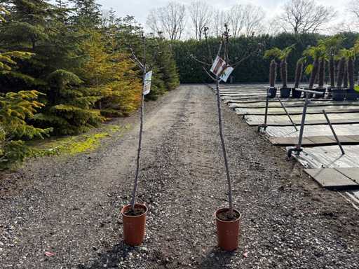 Prunus Dulcis - Almond Tree 160cm (2x)