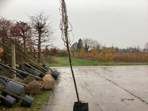 Pară ornamentală - Pom fructifer / pom fructifer