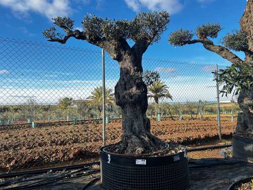 Olijfboom - Olea Europea Pom Pom Secolare 