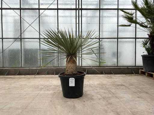 Palme (Yucca rostrata)