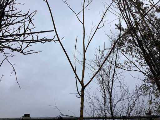 Pollard willow - Topiary tree