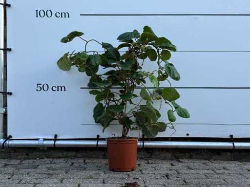 Kiwi plant - Actinidia - height approx. 80 cm