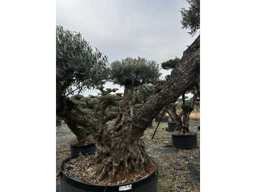  OLEA EUROPEA POM POM SECOLARE  
