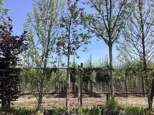 Red Ornamental Apple - Ornamental Tree