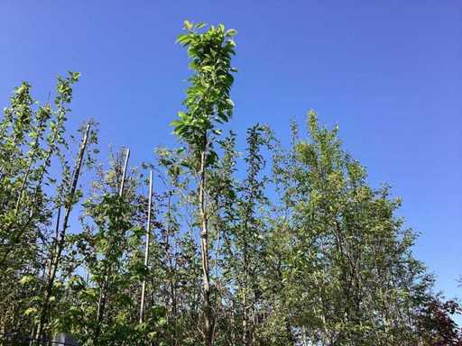 Ciliegio ornamentale giapponese - Albero ornamentale