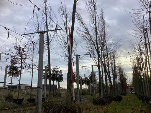 Zielony buk kolumnowy - drzewo alei (2x)