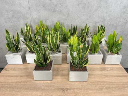 19x plant met pot - hydrocultuur