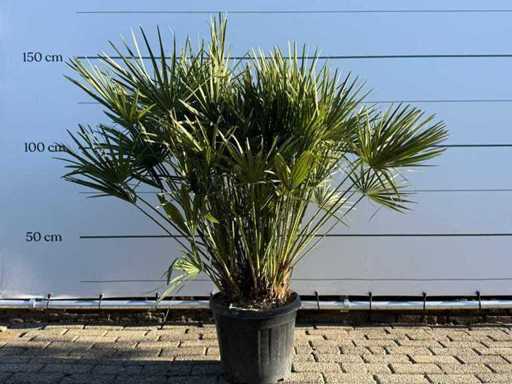 Europäische Zwergpalme M – Chamaerops Humilis – Höhe ca. 150 cm