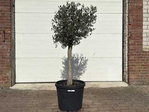 Olivier Floride - Olea Europaea - Hauteur environ 170 cm 