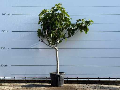 Fig tree low trunk XL - Ficus Carica - height approx. 200 cm
