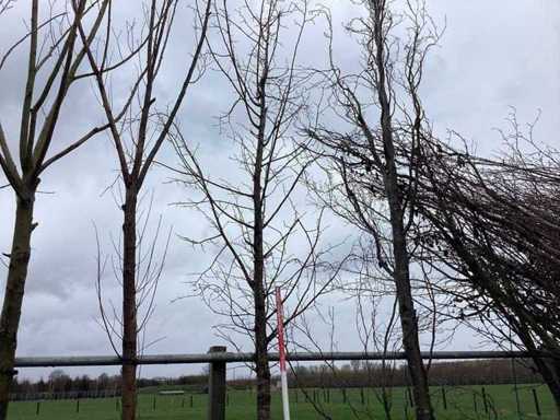 Winterlinde - Vormbomen