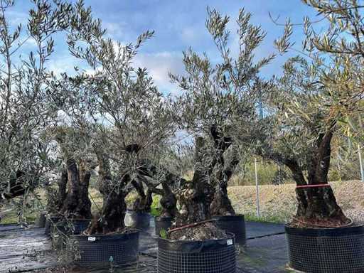 Centuries-old olive tree in basket