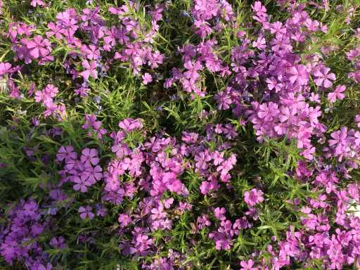 Vaste planten - Phlox (x60)