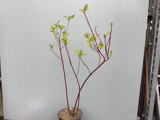 Struiken - Cronus - Rood (x30)