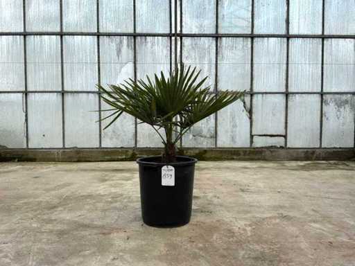 Palm tree (Trachycarpus fortunei)