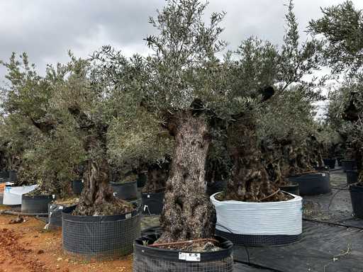  OLEA EUROPEA SECOLARE  