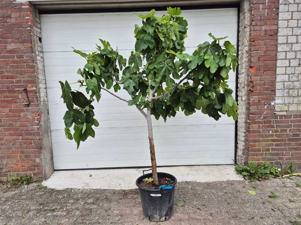 Figuier - Ficus Carica - Arbre fruitier - hauteur env. 180 cm