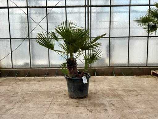 Wielopniowa palma (Chamaerops Humilis)