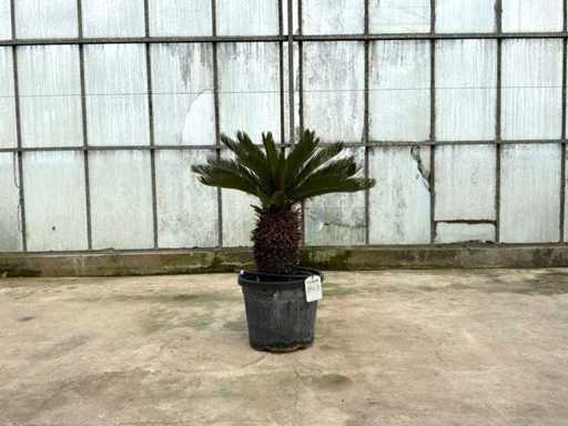 Palm tree (Cycas revoluta)