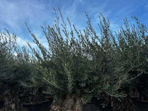  Olive tree in exemplary basket