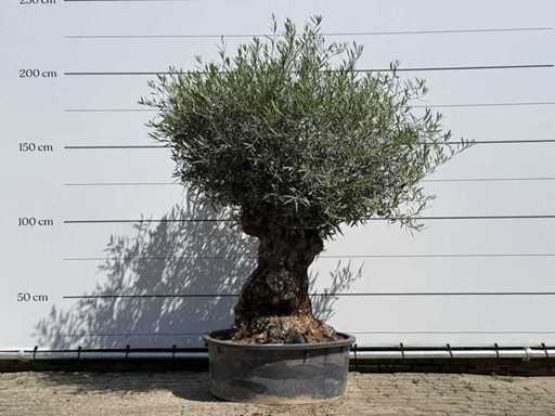 Olive tree Tortuga - Olea Europaea - approx. 80 years old - height approx. 210 cm