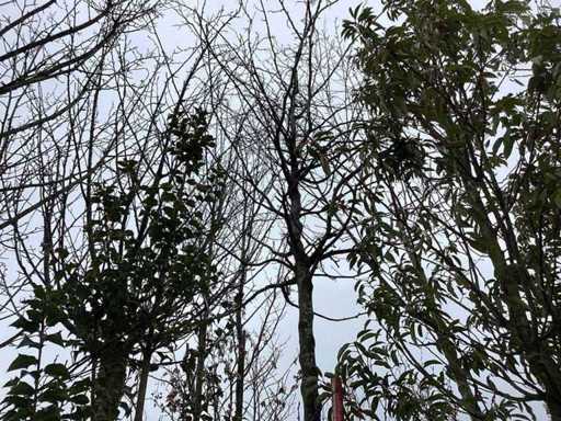 Hainbuche – Formschnittbaum