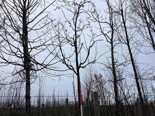 Red Ornamental Apple - Topiary Tree