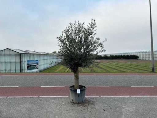 Olivenbaum (Olea Europaea Lessini)