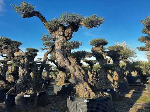 Jubiläums-Olivenbäume – Olea Europea Pom Pom Secolare