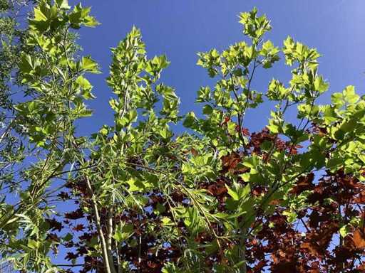 Platano - Albero ornamentale (2 volte)