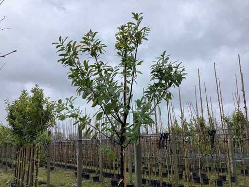 Laurierkers - Groenblijvende bomen (3x)