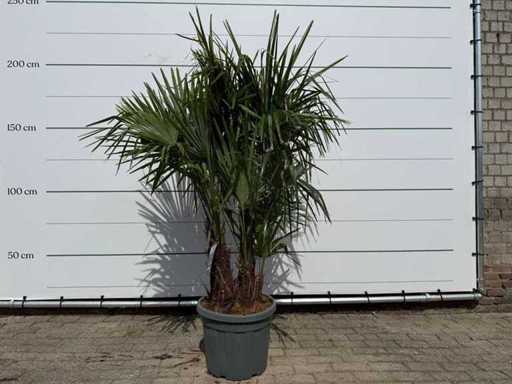 Chinese fan palm triple trunk - Trachycarpus Fortunei - height approx. 200 cm