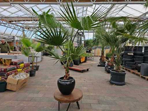 Magnificul palmier Washingtonia - rezistent până la -7°C, inclusiv plantator de design